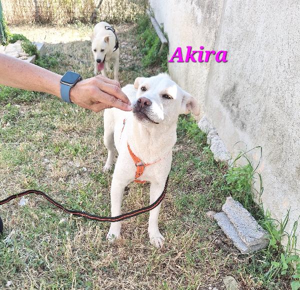 Akira  Foto 6