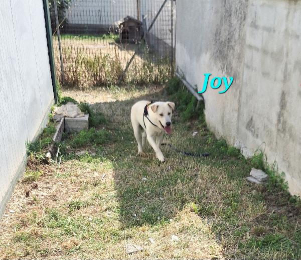 Joy  Foto 2