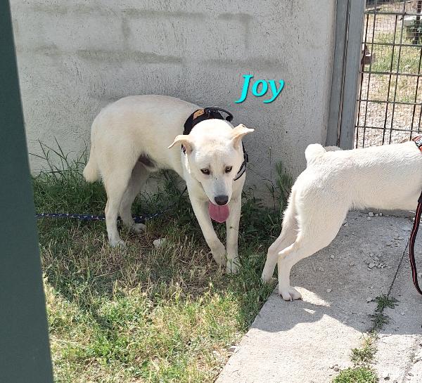 Joy  Foto 3