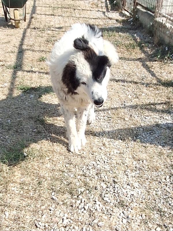 Giulio Cesare  Foto 6