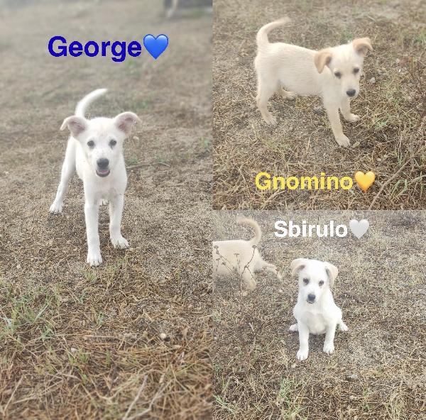 Tre Splendidi Cuccioli Cercano Adozioni 