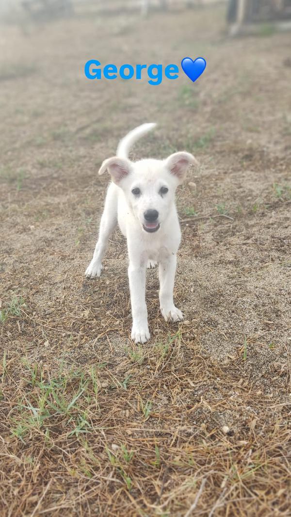 TRE SPLENDIDI CUCCIOLI CERCANO ADOZIONI  Foto 2