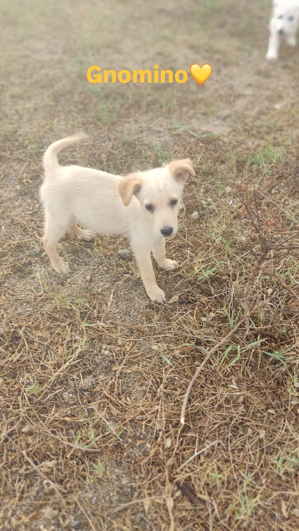 TRE SPLENDIDI CUCCIOLI CERCANO ADOZIONI  Foto 3