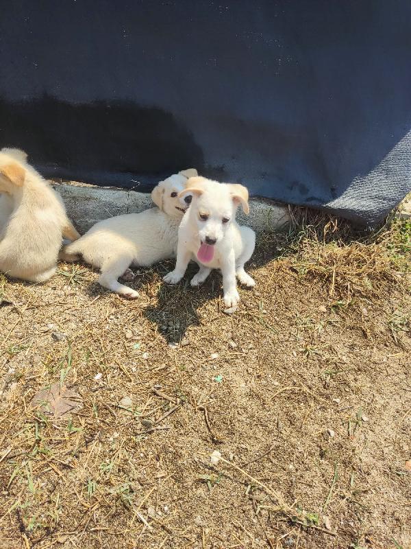 Sbirulo splendido dolce cucciolo taglia medio piccola  Foto 3