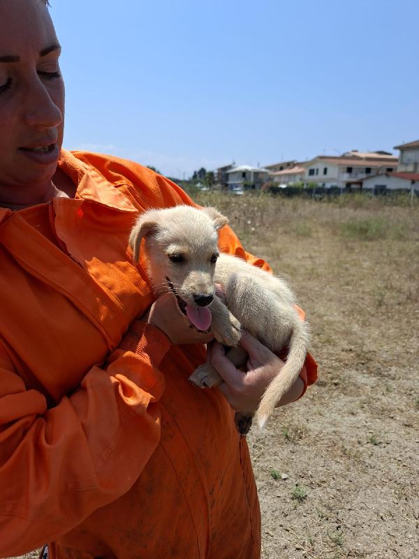 Gnomino meraviglioso dolce cucciolino cerca casa  Foto 3