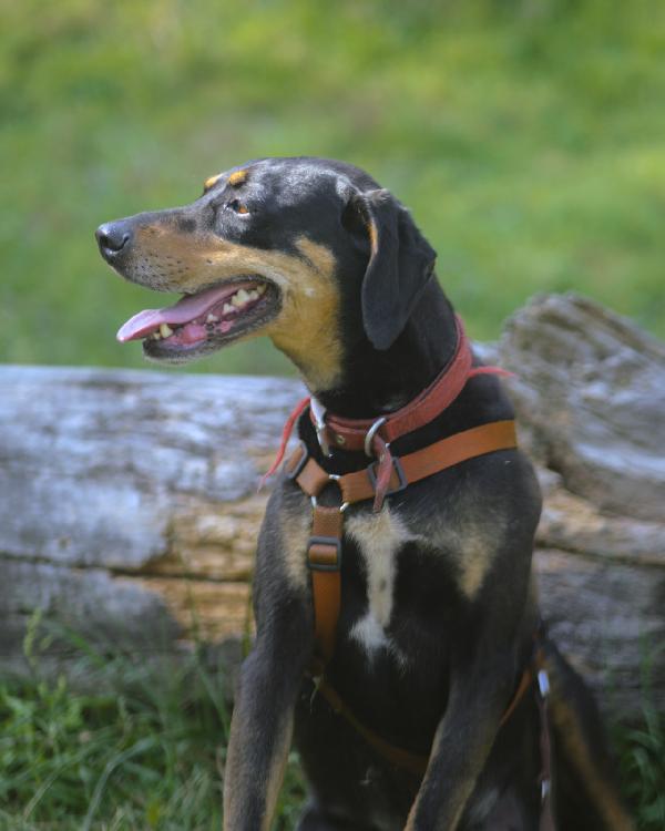 Skylar, Una Bellissima Simil Segugia