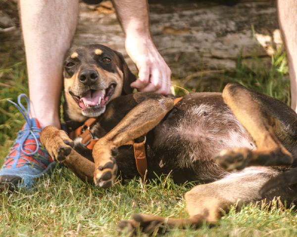 Skylar, una bellissima simil segugia Foto 3