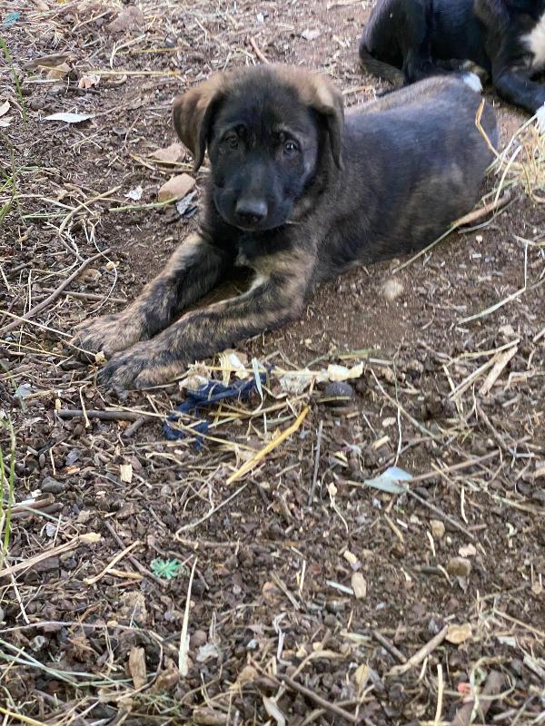 Cash, cucciolo mix corso