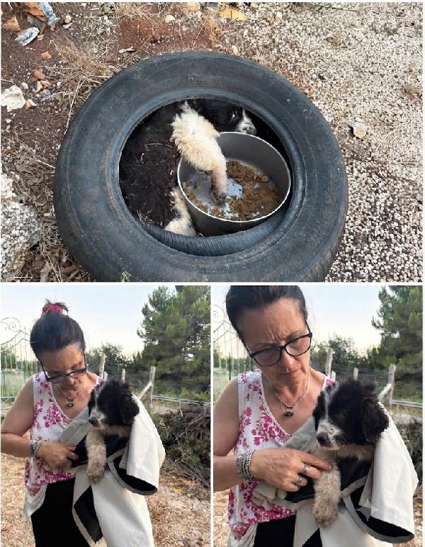 Cucciolo Pepe Cerca Casa 