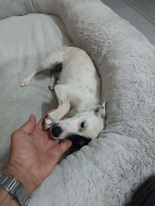Piccola Nala Cerca Casa 