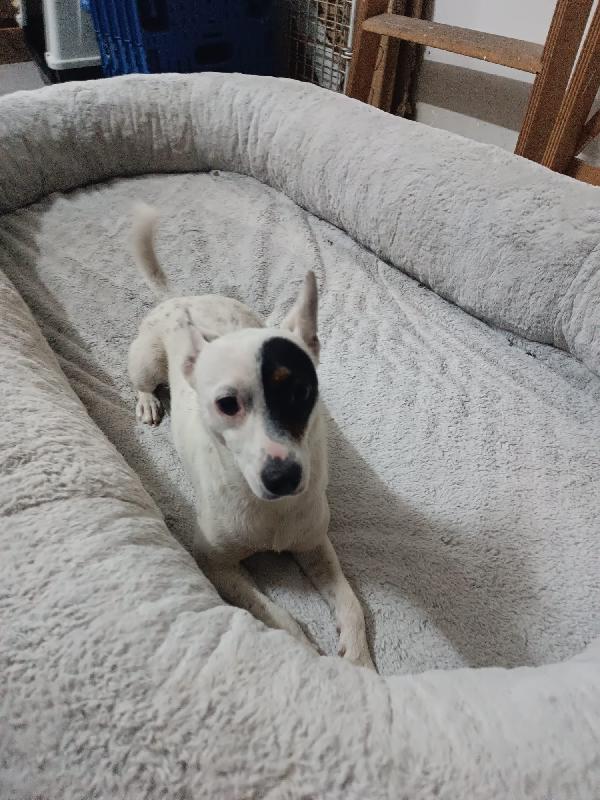 Piccola Nala cerca casa  Foto 2
