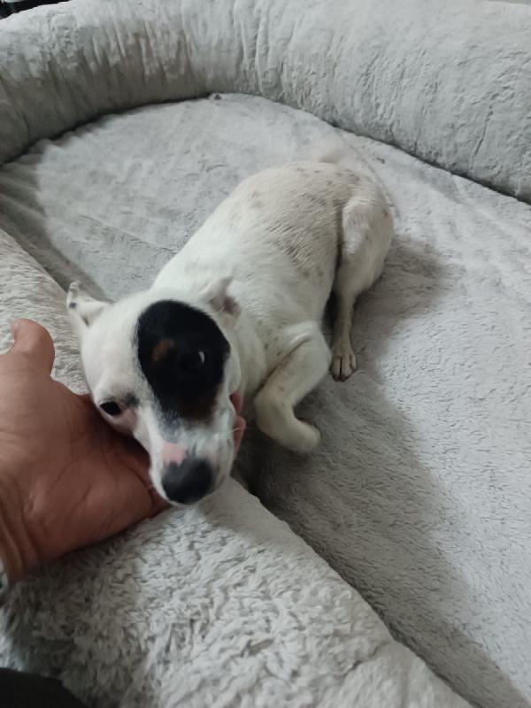 Piccola Nala cerca casa  Foto 3