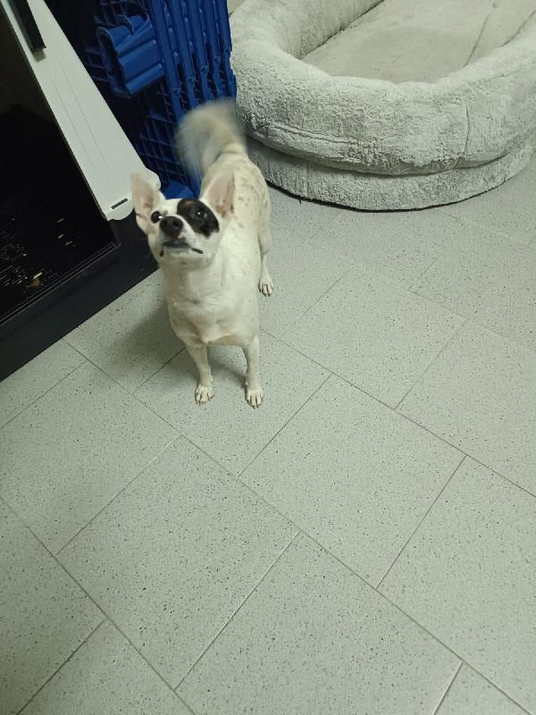 Piccola Nala cerca casa  Foto 4