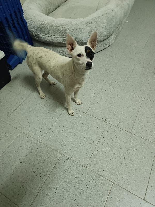 Piccola Nala cerca casa  Foto 5