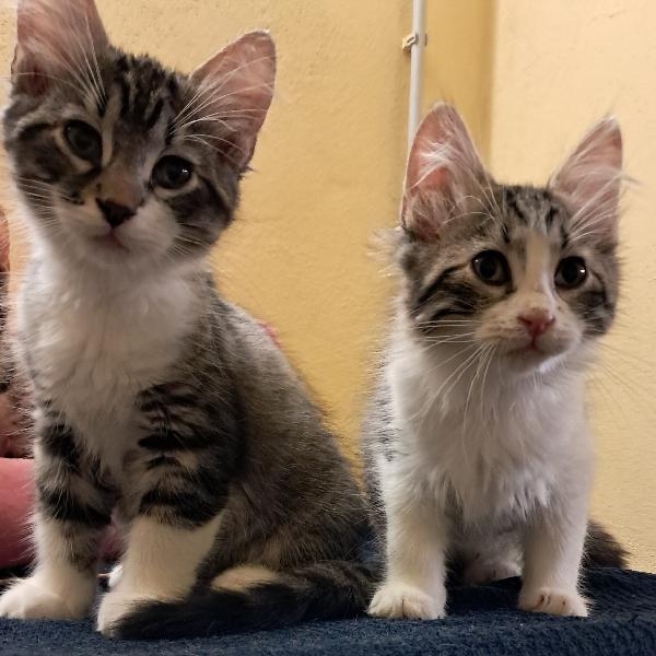 6 fratellini in cerca di casa..