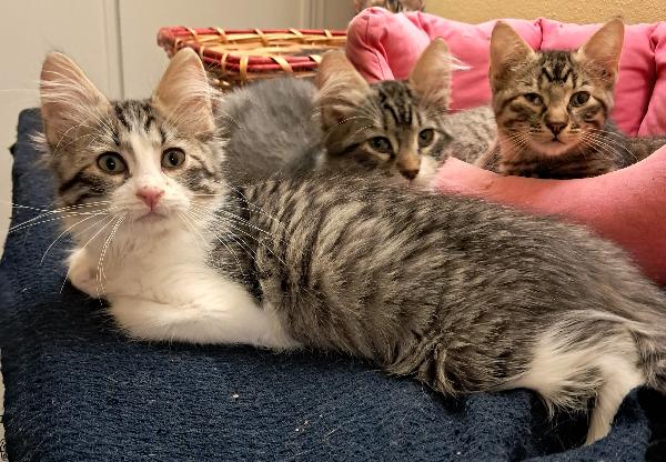 6 fratellini in cerca di casa..