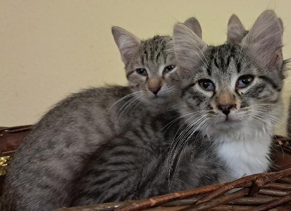 6 fratellini in cerca di casa..