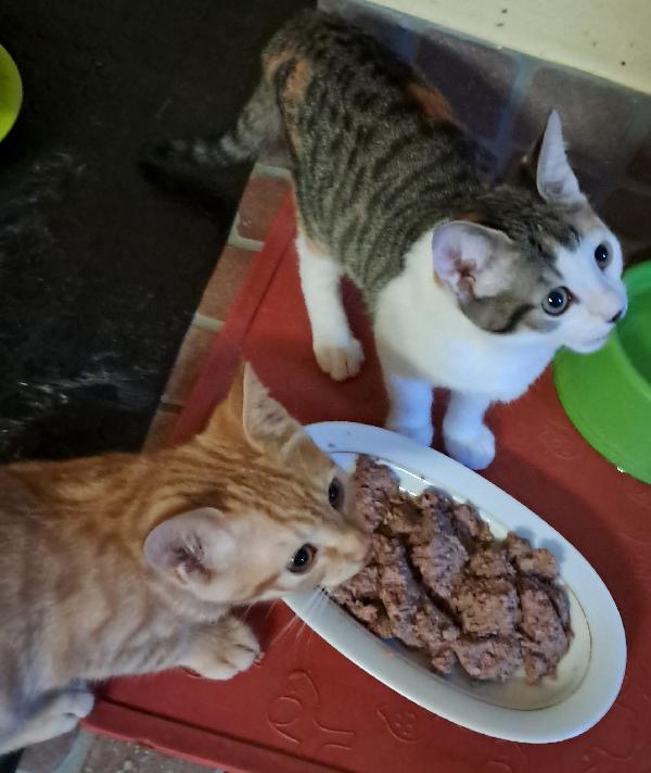 Nala e Ribes, cercano casa