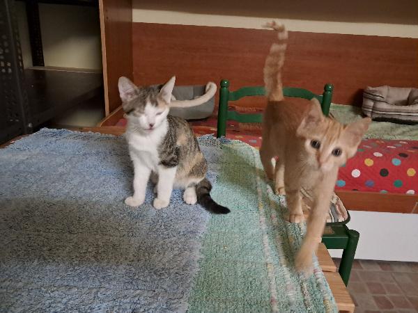Nala e Ribes, cercano casa