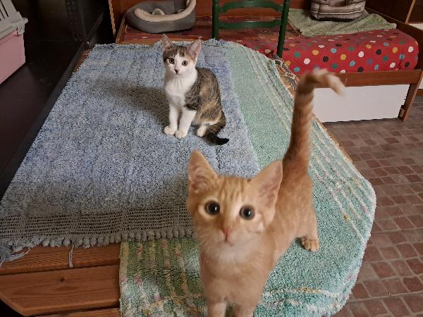 Nala e Ribes, cercano casa - media 5