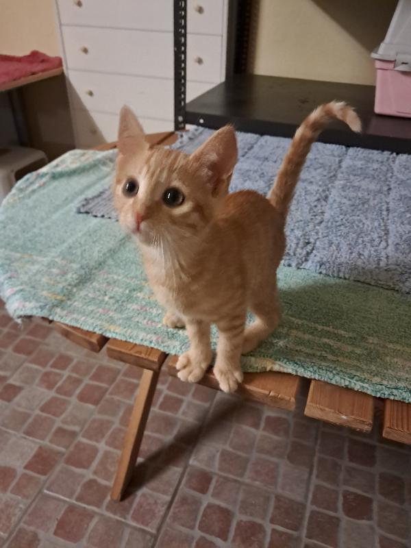 Nala e Ribes, cercano casa - media 6