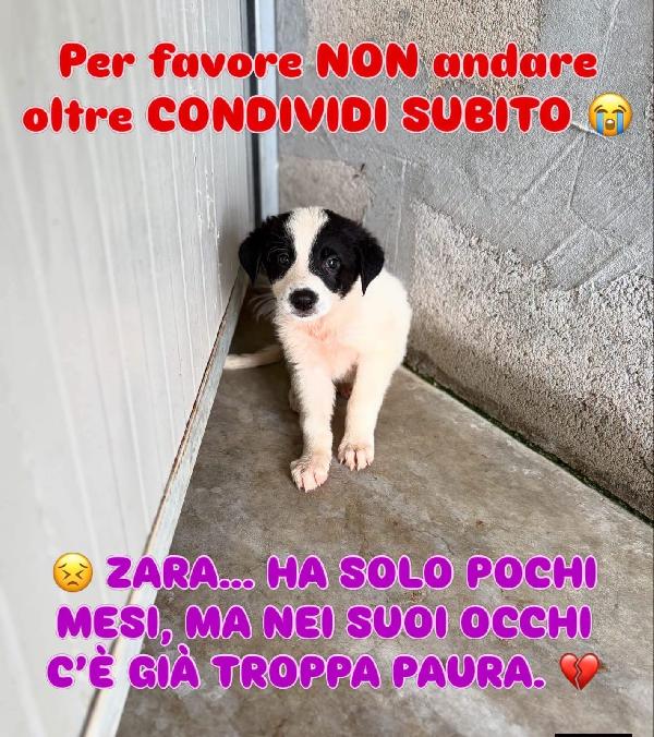 Zara Dolcissima Cucciola In Canile Ha Tanta Paura 