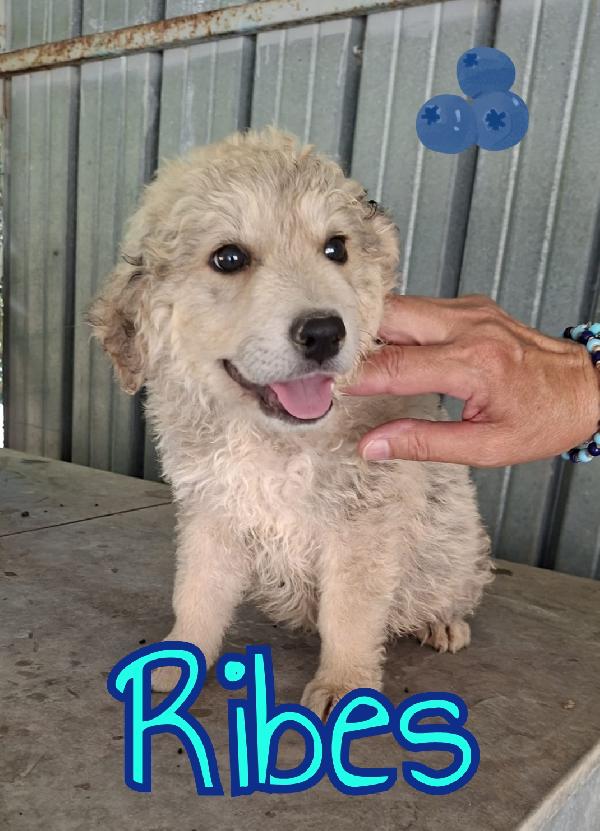 Cuccioli Di 3 Mesi