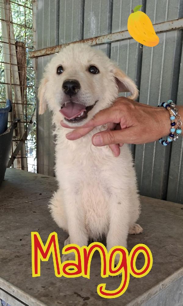 Cuccioli di 3 mesi Foto 2
