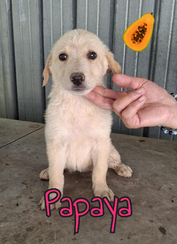 Cuccioli di 3 mesi Foto 3