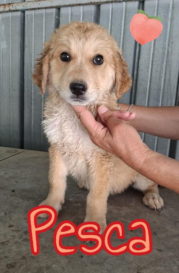 Cuccioli di 3 mesi Foto 4