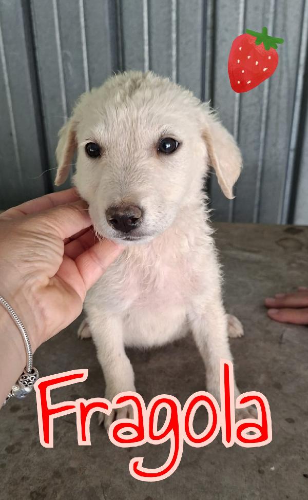Cuccioli di 3 mesi Foto 5