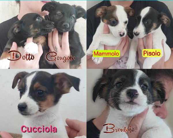 Cuccioli Di Taglia Piccola Simil Jackrussell Cercano Casa 