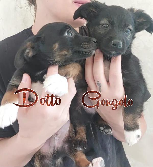 Cuccioli di taglia piccola simil jackrussell cercano casa  Foto 2