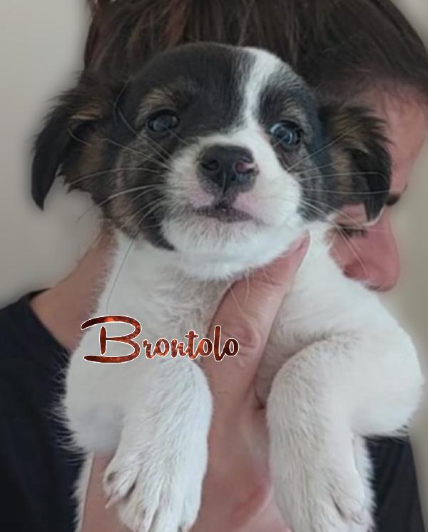 Cuccioli di taglia piccola simil jackrussell cercano casa  Foto 3