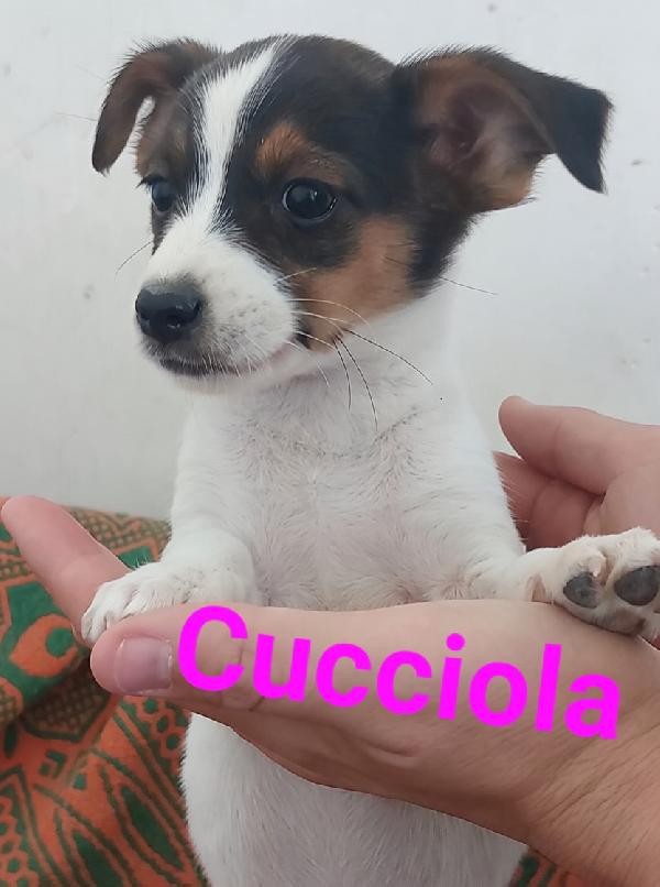 Cuccioli di taglia piccola simil jackrussell cercano casa  Foto 4