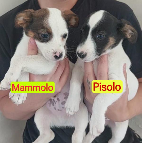 Cuccioli di taglia piccola simil jackrussell cercano casa  Foto 5