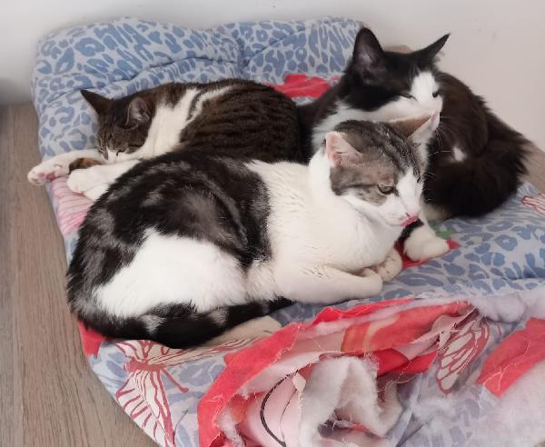 Miele, adorabile gatto da adottare! Foto 4