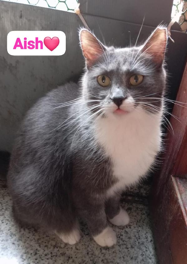 Gattini Giovani E Adulti Cercano Casa