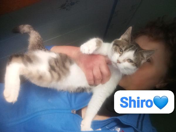 Gattini giovani e adulti cercano casa Foto 2