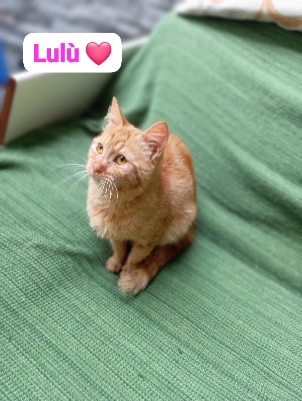 Gattini giovani e adulti cercano casa Foto 3