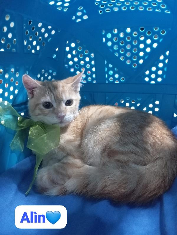 Gattini giovani e adulti cercano casa Foto 8