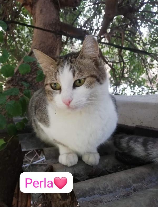 Gattini giovani e adulti cercano casa Foto 9