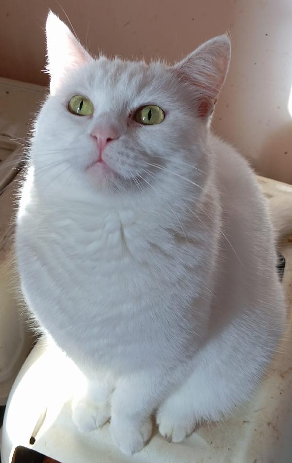 Gattini giovani e adulti cercano casa Foto 12