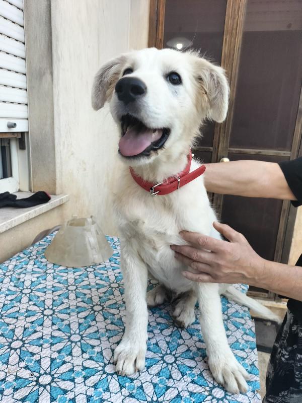 Orso cerca CASA  Foto 3