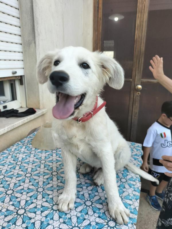 Orso cerca CASA  Foto 7