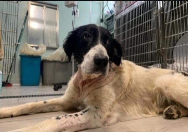 Alfredone 5/6Anni Mai Nessuno Lo Sceglierà! Calabria