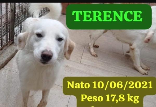 Terence/Noemi 5Anni Aspettano Da Cuccioli.calabria