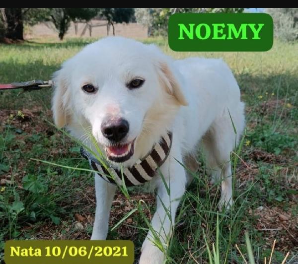 Terence/Noemi 5anni aspettano da cuccioli.CALABRIA Foto 2
