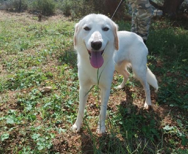 Terence/Noemi 5anni aspettano da cuccioli.CALABRIA Foto 3