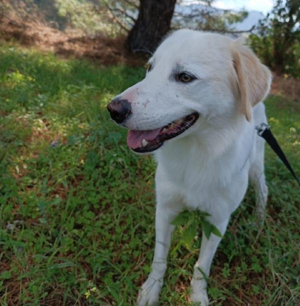 Terence/Noemi 5anni aspettano da cuccioli.CALABRIA Foto 4